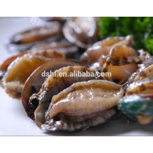 Cooked frozen Abalone with shell